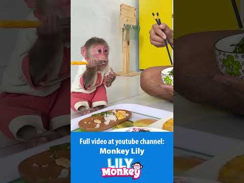 A busy day for monkey Lily when she is at home P3