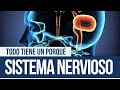 Neurociencia y Funciones del Cerebro