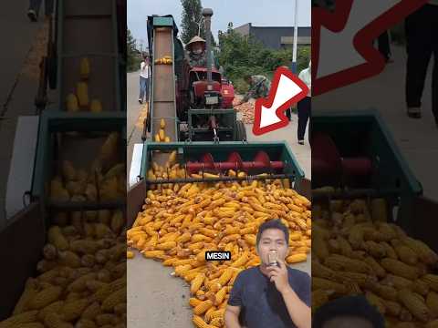Proses Selep Jagung Otomatis di Negara Maju 🌽⚙️ #jagung #modern #mesin #alat #unik #trending #shorts