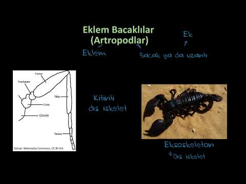 Eklem Bacaklılar Şubesi – 1. Bölüm (Biyoloji)