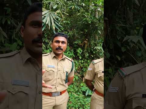 പെരുമ്പാമ്പ് എന്ന് കരുതി പിടിച്ചത് അണലി ആൾ മരിച്ചു | king cobra | cobra | snake | snake attack