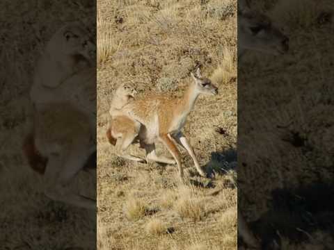 أسد الجبال صياد جبال الأنديز الأول 🥇