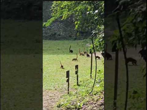 Animais Extintos Que Voltaram! #animais #curiosidades #bichos