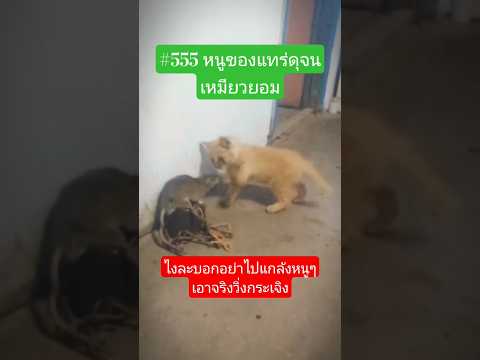 เพื่อนหนูเก่งใหมไงละเมียวซ่าไปแกล้งหนูก่อนเขาเอาจริงวิ่งตูดแล็บเลย