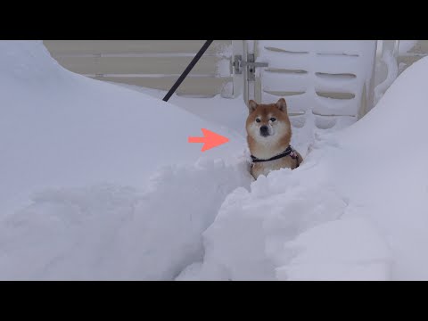 大雪で扉が開かない！？すると柴犬から “可愛すぎる圧” を受けました♡