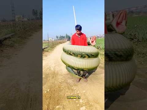 Dikejar Ular Anaconda Raksasa