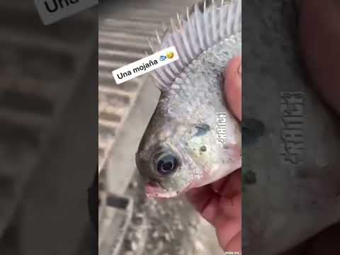 que gran diferencia jeje