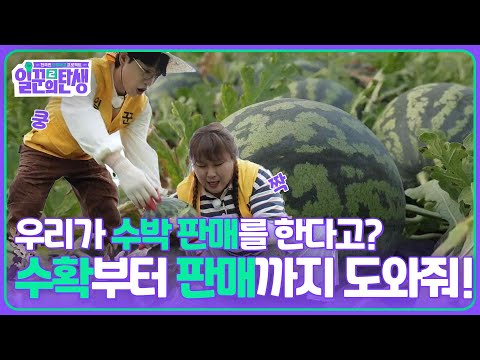 우리가 판매를 한다고? 수박 수확부터 판매까지 도와줘! [일꾼의 탄생 시즌2] | KBS 250625 방송