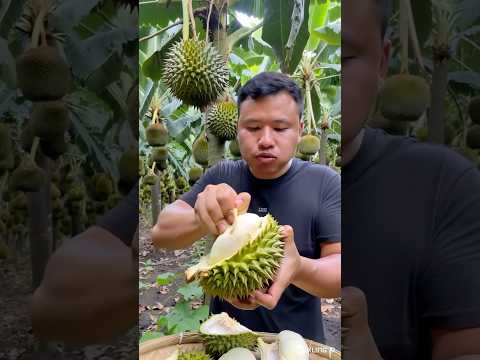 The farmer harvests durian and eats it directly in the garden #sonasmr #farming