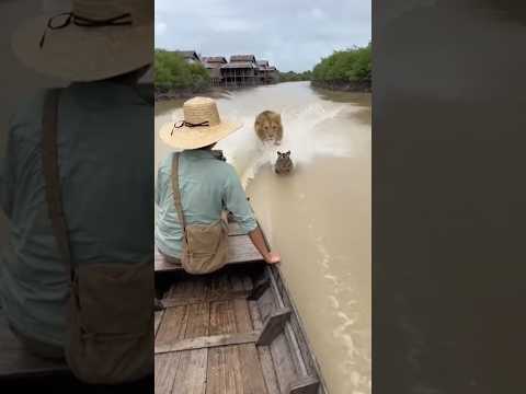 Woman Saves Tiger Cub From Swimming Lion Pack ๐ข๐
#animalrescue #shortvideo #shortviral #shorts
