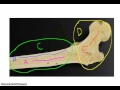 Long Bone Structure and Function
