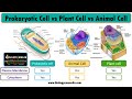 Cell Organelles and Their Functions