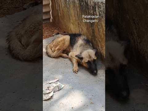 cid เดฎเตเดธเดฏเดฟเดฒเต เดจเดพเดฏเดเดณเตเดเต เดเดเตเดเต เดเดชเตเดชเตเดดเดคเตเดคเต เด
เดตเดธเตเดฅ #shorts