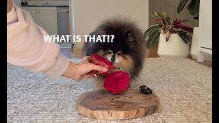 Letting My Picky Pomeranian Review Some Food Choices