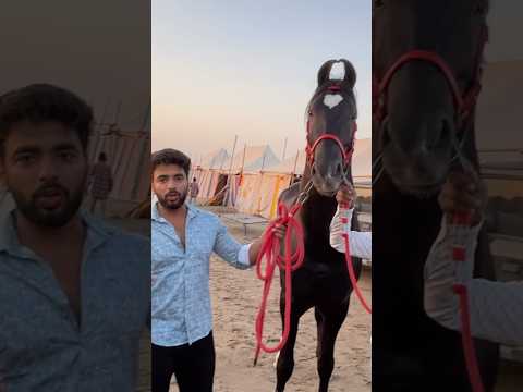 Biggest horse in RAJASTHAN FESTIVAL 😰BURJ KHALIFA