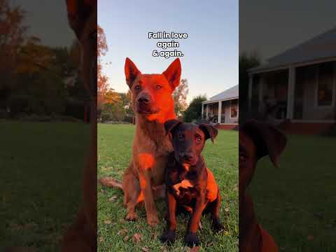 Why we let our foster dogs go ❤️‍🩹 #fostering #fosterdog #fosterpuppy