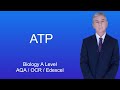 ATP and Energy Transfer Concepts