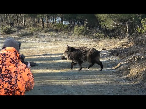 Uşak yaban domuzu avımız / Wild boar hunting #okaysahin #HugluXR8 #Hugluovis