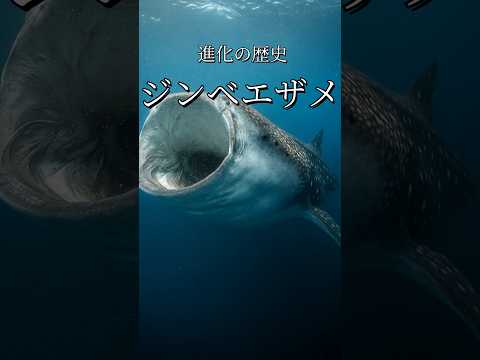 ジンベエザメの進化　#ジンベエザメ #サメ #進化 #歴史 #科学