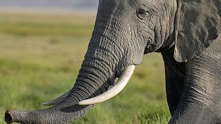 YouTube video thumbnail: Three Dead After Vehicle Collides With Elephant in Uganda National Park