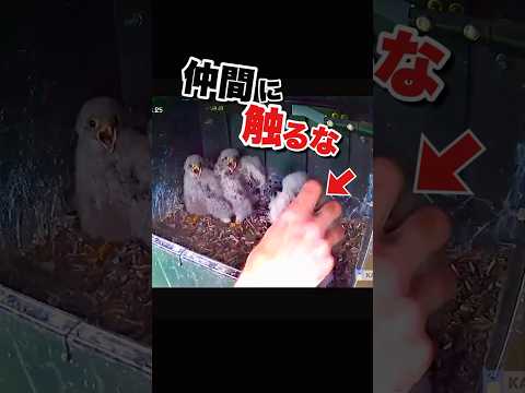 驚き方が可愛すぎるヒナたち #チョウゲンボウ #かわいい動物動画 #おもしろ動物動画