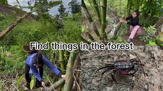 Picking vegetables in the forest