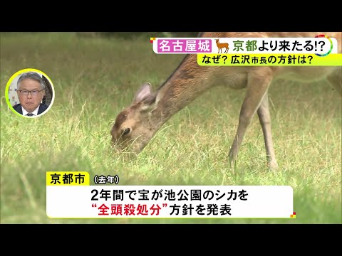 やまむらちゃん&もみじちゃんの2頭のみ…絶滅の危機に瀕する名古屋城の『シカ』京都で殺処分待つ野生個体の受け入れプラン浮上
