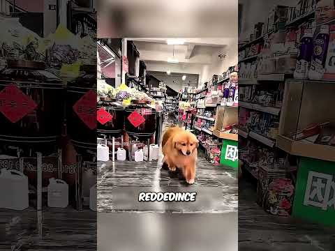 Pazarlık yapmayı bilen bir köpek! 🐶