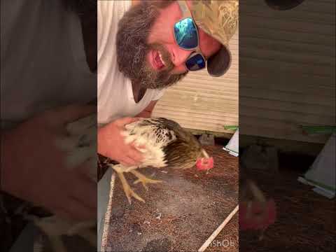 How do you cull a chicken humanely? #chicken #homestead #backyardchickens #farmlife #homesteading