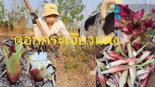 สับดอกกระเจียวแดงไปลวกกินกับป่น