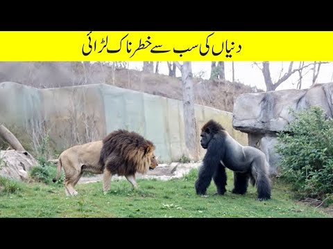 Real Wild Animal Fight: Gorilla vs. Lion – Battle of the Beasts! گوریلا بمقابلہ شیر