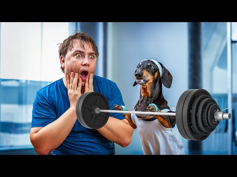 The Pain Truth about Placebo! Cute & Funny Dachshund Dog Video!