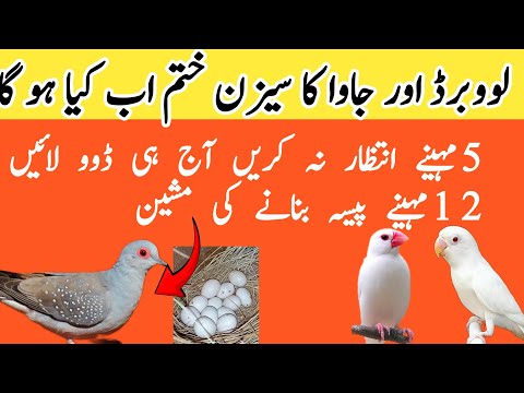 Dove birds profitable business 2024 | garmion me dove se  breed len|ڈوو سے 12مہینے بریڈ کیسے لیں