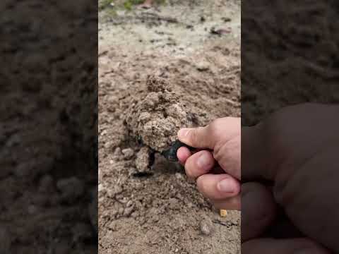 Tôi Kéo Được Đuôi Con Gì Đó Trong Cát #haongchu