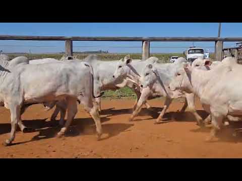 LOTE 03