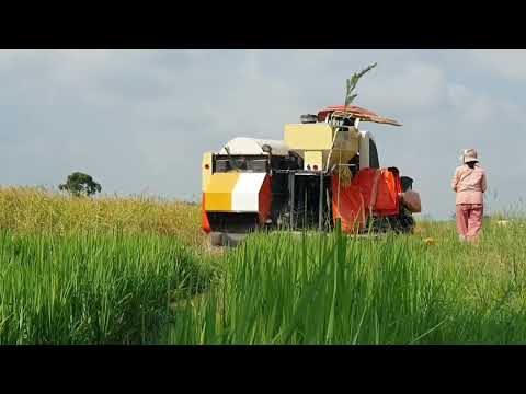 Rice Heavy machinery agriculture near my village