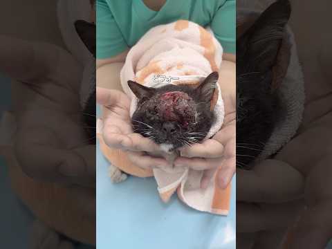 病気の野良猫を痛みから解放した