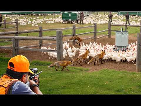 Australian Farmers Raise And Protect Millions Of Free-Range Chickens This Way #chickenfarming