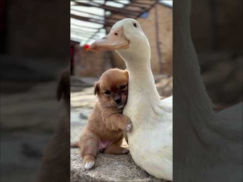 Anak Anjing Mengira Bebek Adalah Ibunya. #shorts #youtubeshorts