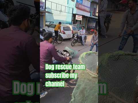 Dog rescue team maharashtra #animal #rescuedog #dog #animalrescue #doglove #animalrescuer #streetdog