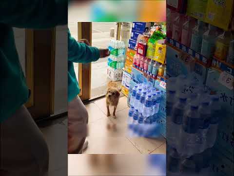 Эту СОБАКУ теперь знает ВСЯ РОССИЯ 🐕 😱