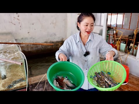 Liều Ăn Mực Nhảy Hà Tĩnh và Cái Kết, Bữa cơm Hải sản toàn món ngon để tiếp tục về Sài Gòn