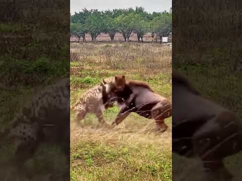 Wild horses vs. Leopards and wild animals zero distance