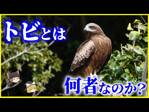 【ゆっくり解説】鳶職との関係は…？「トビ」とは何者なのか？を解説/もともと人の食べ物を狙うことはなかった!?