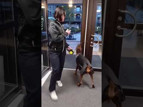 #funnydcat #funny #animals #dog #cat #funnyvideos #funnyvideo #cats #funnyanimals #funnycats #dogs