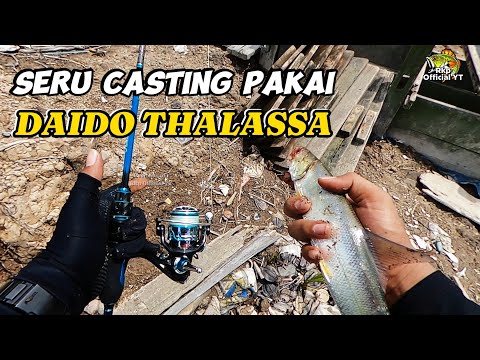 GACOR PAKAI DAIDO THALASSA SET... EMANG ENAK BUAT CASTING BANDENG...