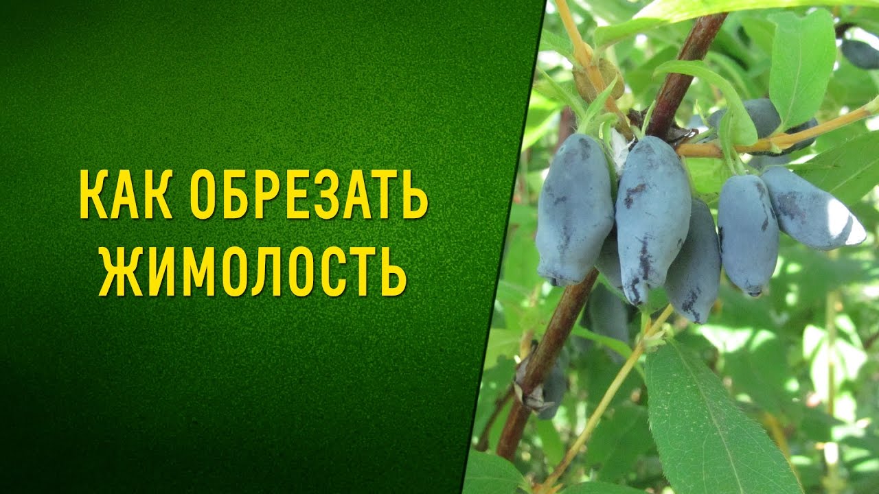 Как обрезать жимолость