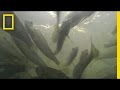 Salmon Conservation Efforts in California