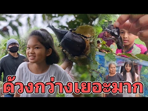 ไปหาแมงคามด้วงกว่างเยอะมากๆส่งท้ายปีนี้หมดแล้วOxza99 Oxza 99 Channel ไปหาแมงคามด้วงกว่างเยอะมากๆส่งท้ายปีนี้หมดแล้วOxza99