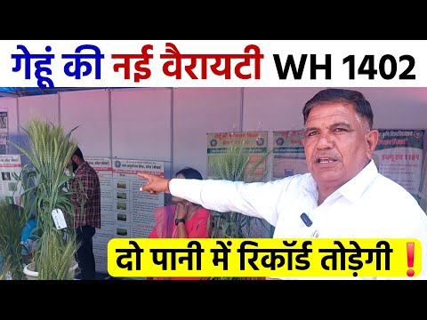 गेहूं की नई वैरायटी WH 1402 | केवल 2 पानी में रिकॉर्ड पैदावार | लंबी बालियां | Gehu ki Top Variety